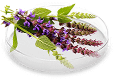 Minoko คืออะไร